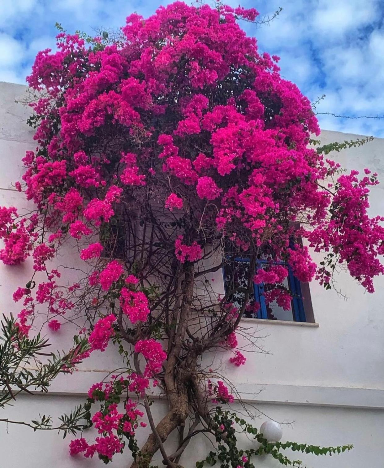 Mare Naxia Hotel Naxos City Eksteriør billede